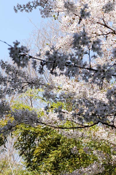 대잎을 배경삼은 벚꽃의 자태가 함초롭기 그지없다 